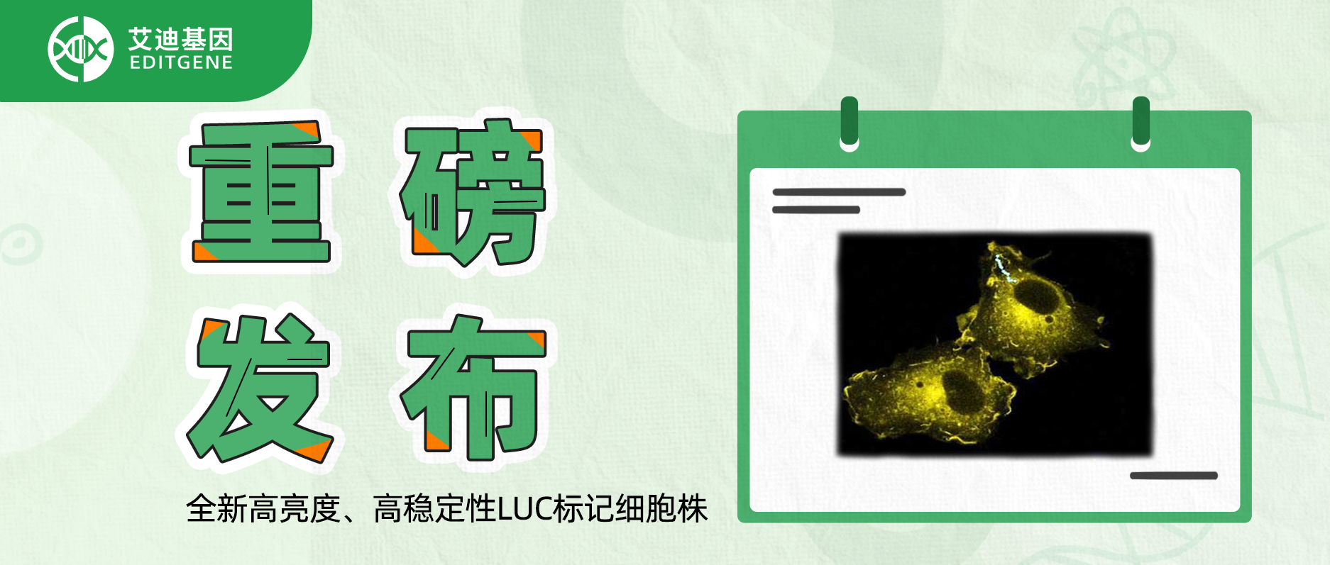 更简单更精确的分子静态观察工具-全新高亮度、高稳定性LUC标记细胞株重磅发布！